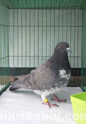 গোল্লা কবুতর